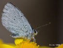 Holly blue